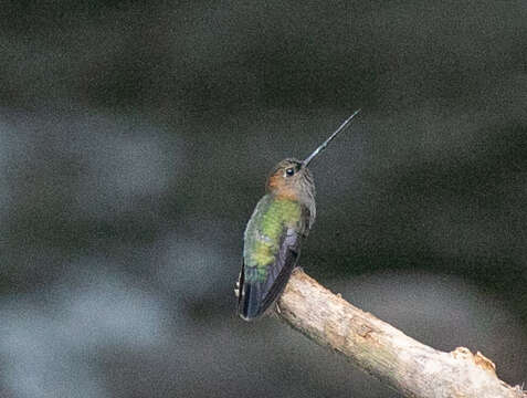 Image of Doryfera Gould 1847