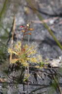 Image of Drosera dichrosepala subsp. enodes (N. Marchant & Lowrie) Schlauer