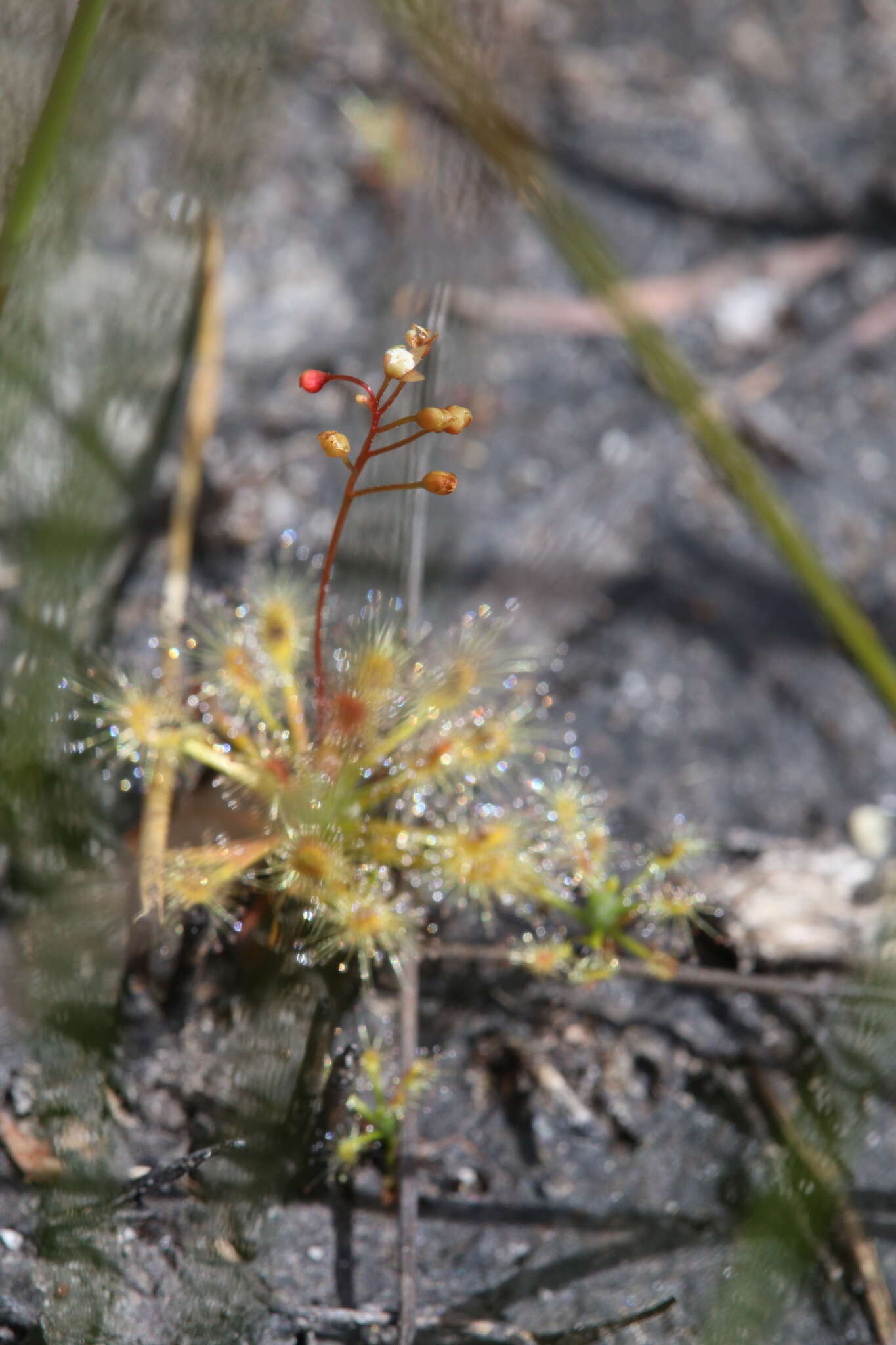 Image of Drosera dichrosepala subsp. enodes (N. Marchant & Lowrie) Schlauer