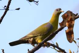 Image of Yellow-footed Green Pigeon