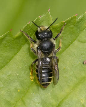 Image of Leafcutter bee