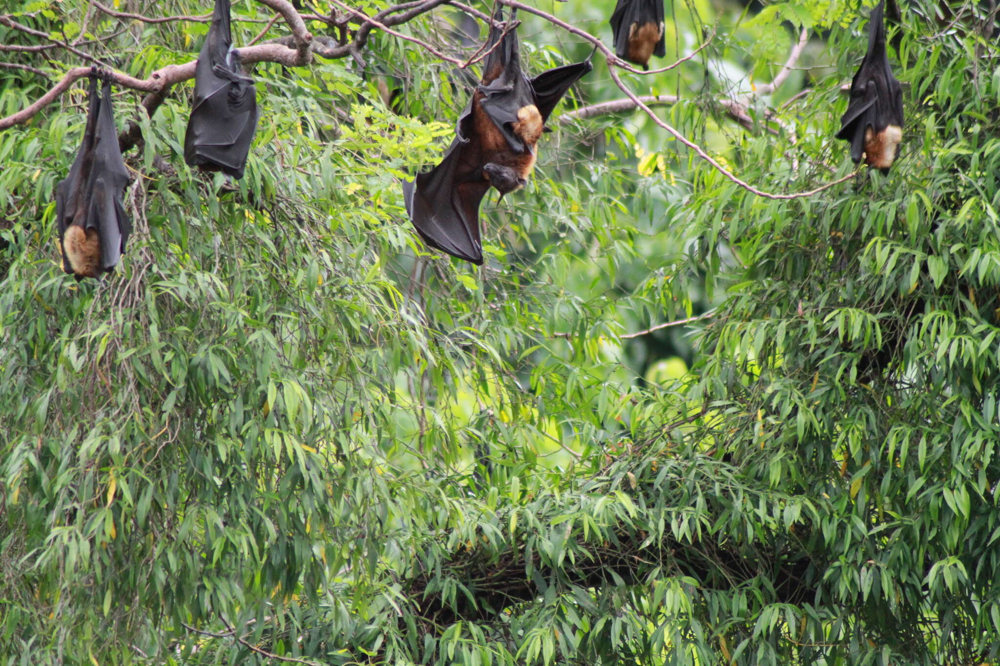 Image of Indian Flying Fox