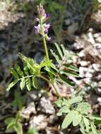 Image of elegant milkvetch