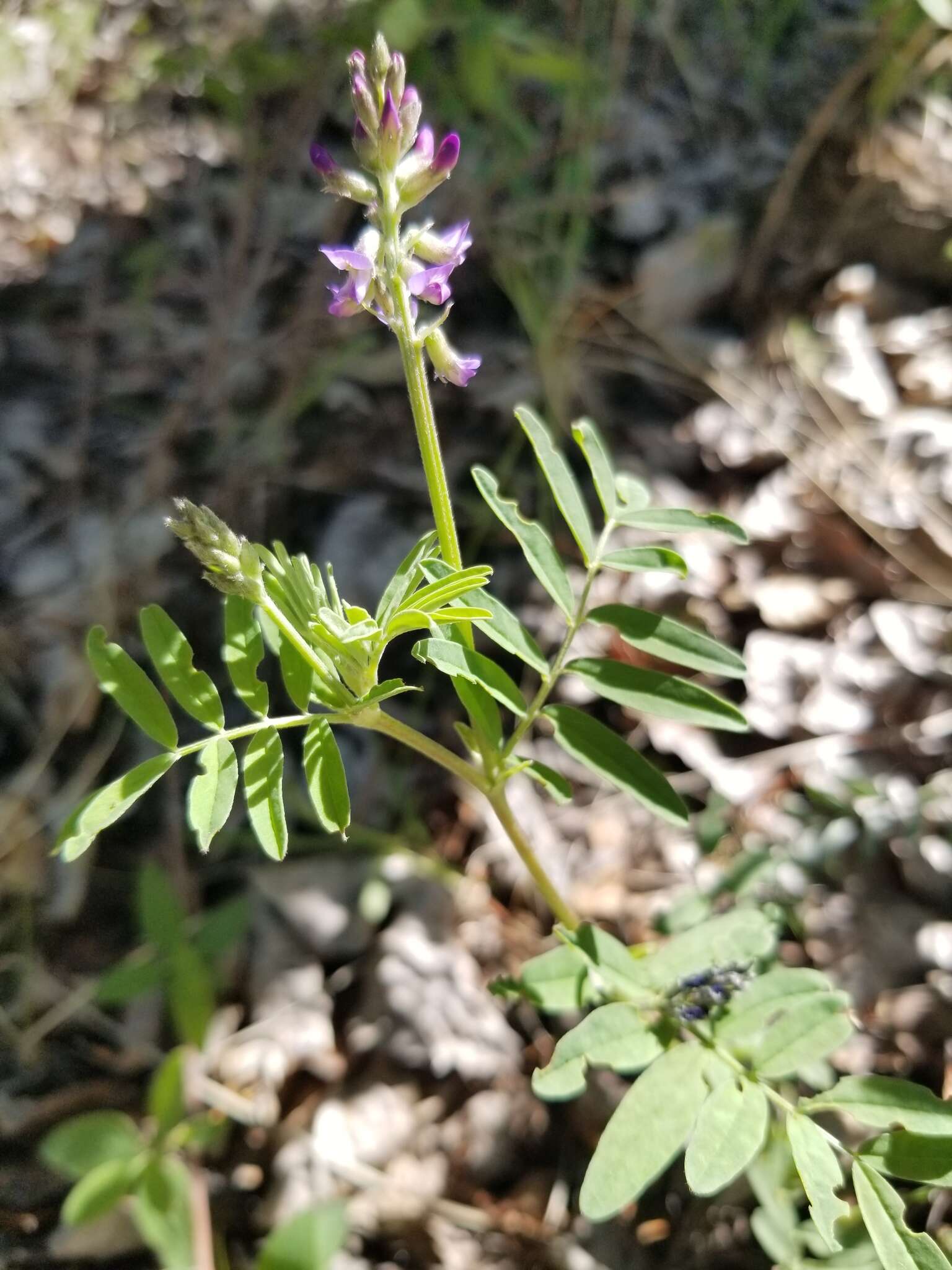 Image of elegant milkvetch