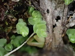 Image of cyrtomnium moss