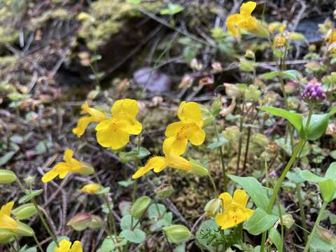 Image of widecalyx monkeyflower