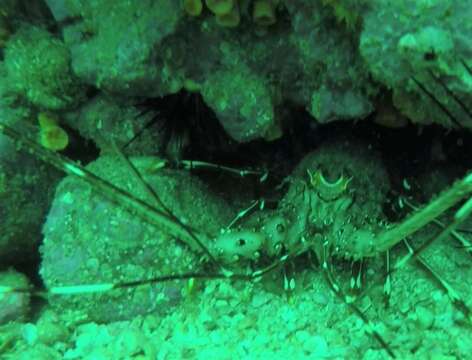 Image of Green Spiny Lobster