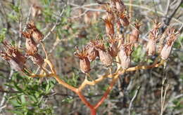 Image of Cotyledon orbiculata var. dactylopsis Tölken