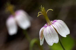 Sivun Geranium lentum Wooton & Standl. kuva