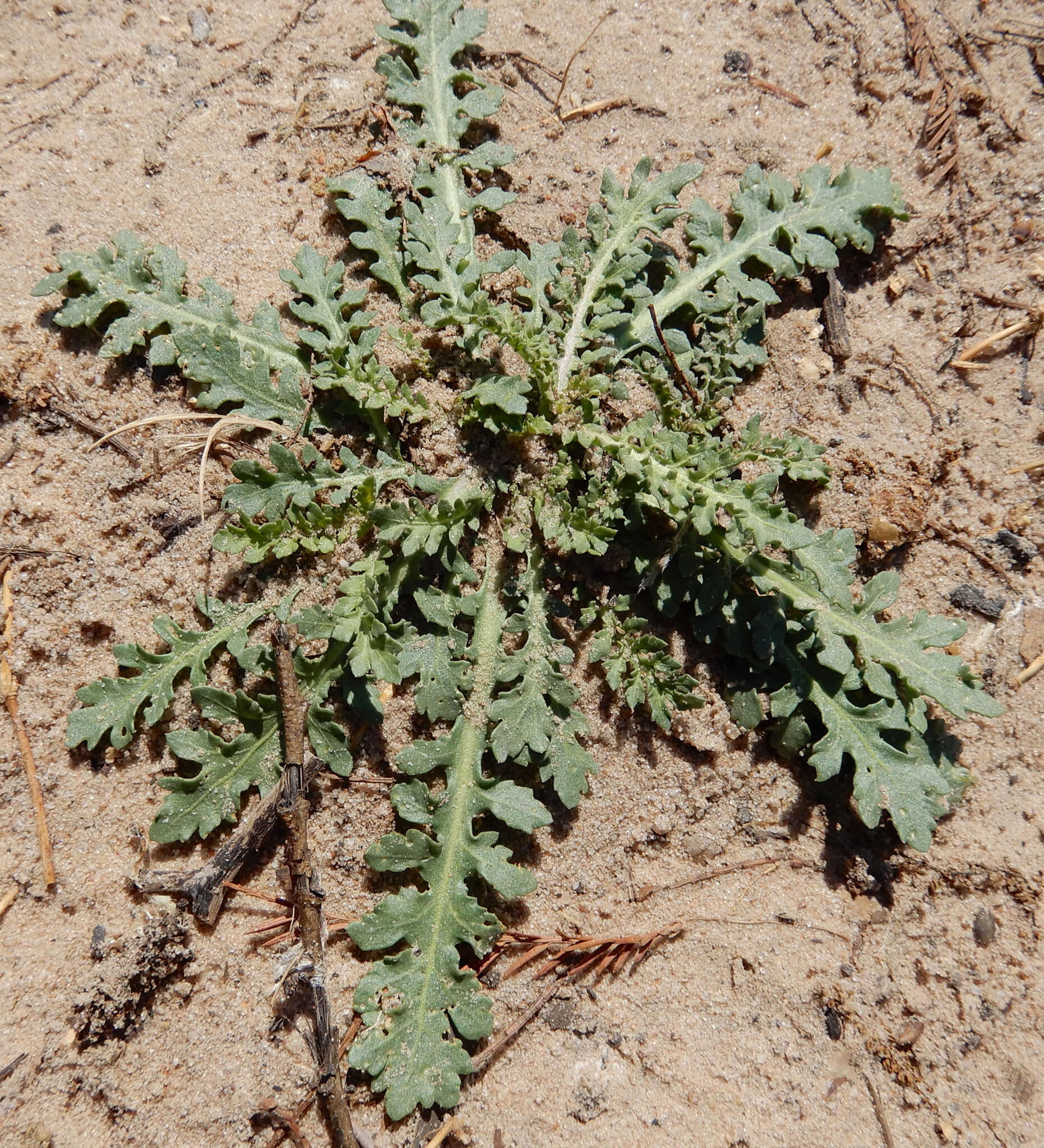 Plancia ëd Rorippa sinuata (Nutt.) Hitchc.