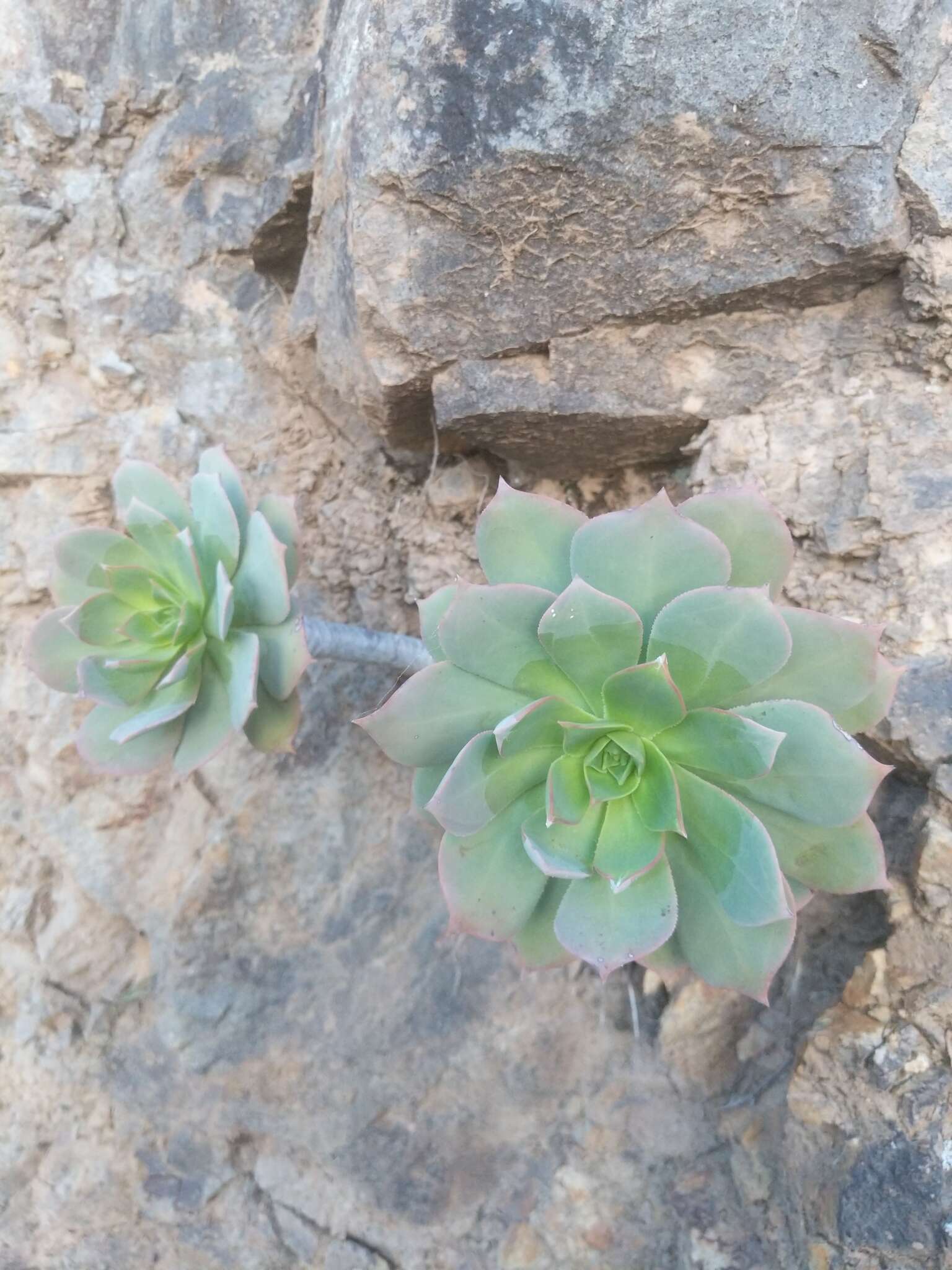 Image of Aeonium percarneum (Murray) J. Pitard & L. Proust