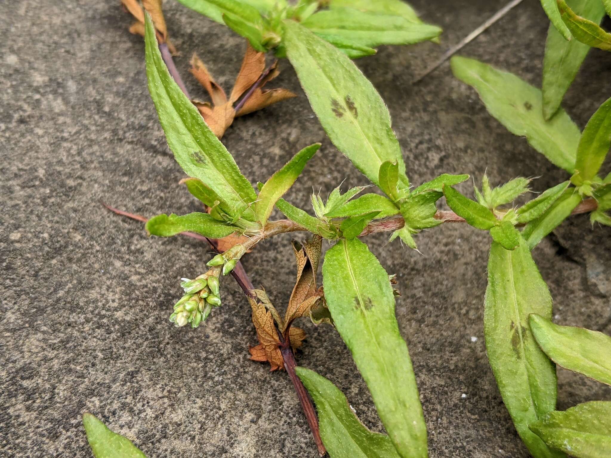 Sivun Persicaria prostrata (R. Br.) Sojak kuva