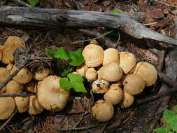 Pholiota squarrosa (Vahl) P. Kumm. 1871 resmi