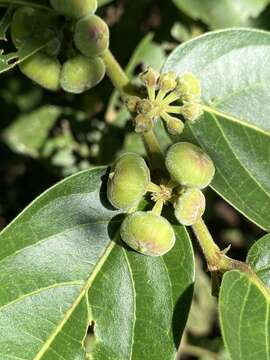 Image of Glochidion zeylanicum var. tomentosum (Dalzell) Trimen