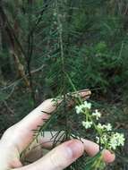 Imagem de Acacia linifolia (Vent.) Willd.