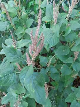 Imagem de Amaranthus viridis L.