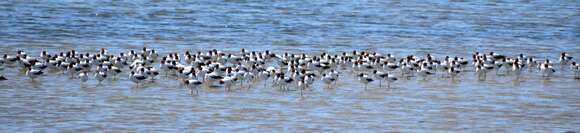 Image of Australian Red-necked Avocet