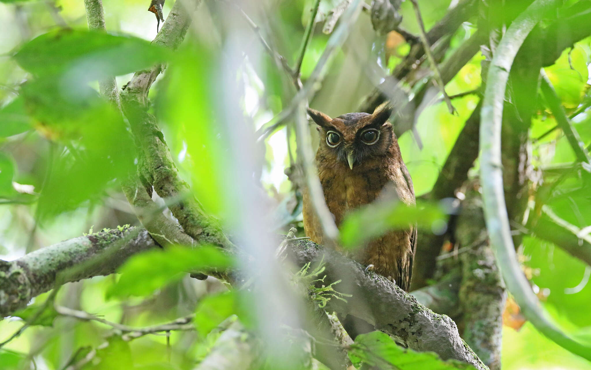 Image of Tawny-bellied Screech Owl