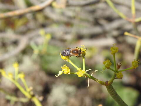 Image of Colletes dimidiatus Brullé 1840