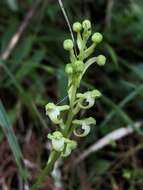 Platanthera devolii (T. P. Lin & T. W. Hu) T. P. Lin & K. Inoue resmi