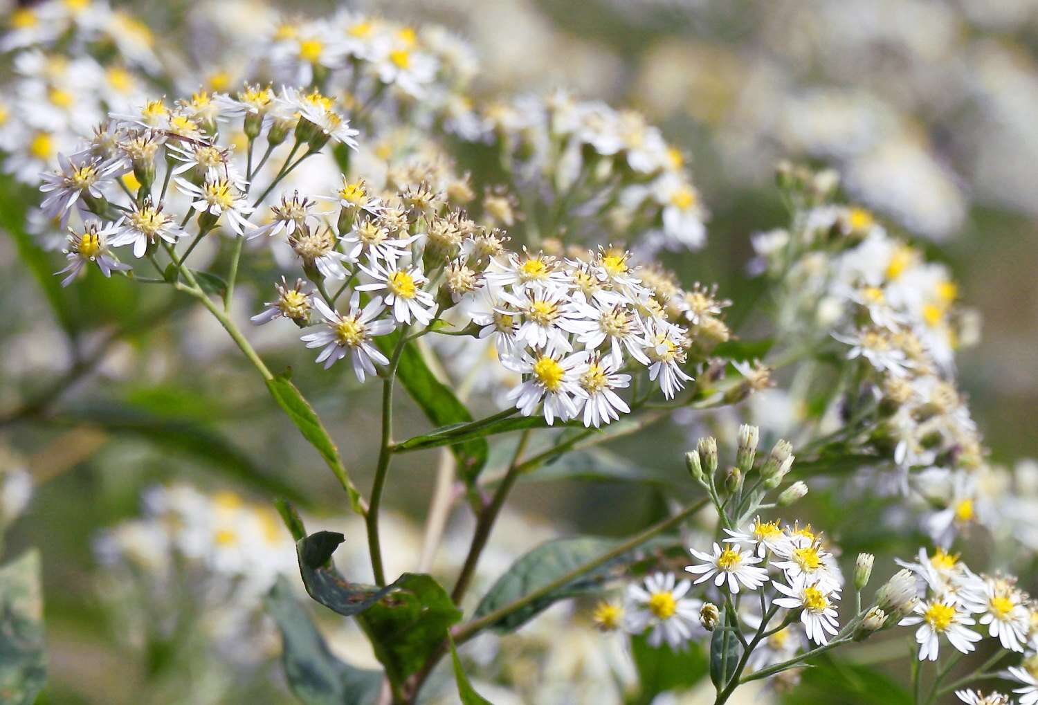 Image of Aster glehnii