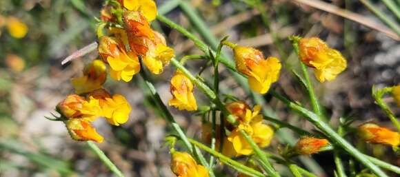 Imagem de Hermannia linifolia Burm. fil.