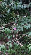 Image of Rose Cactus