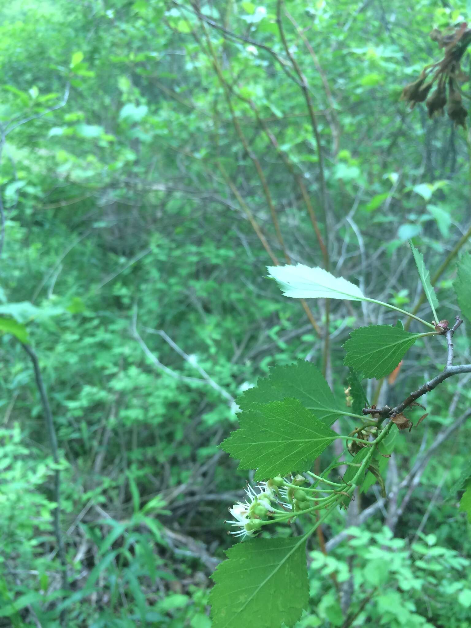 Image of Crataegus chrysocarpa var. phoeniceoides J. B. Phipps & Sennikov