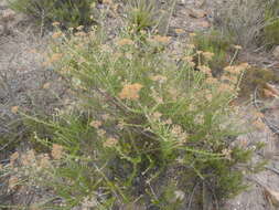 Image of Resin Flowerbush