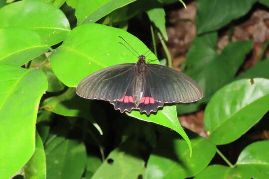 Image de Parides erithalion (Boisduval 1836)