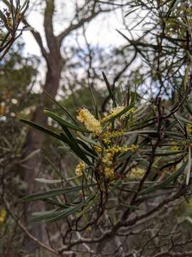 Image de Acacia mucronata Willd. ex H. L. Wendl.