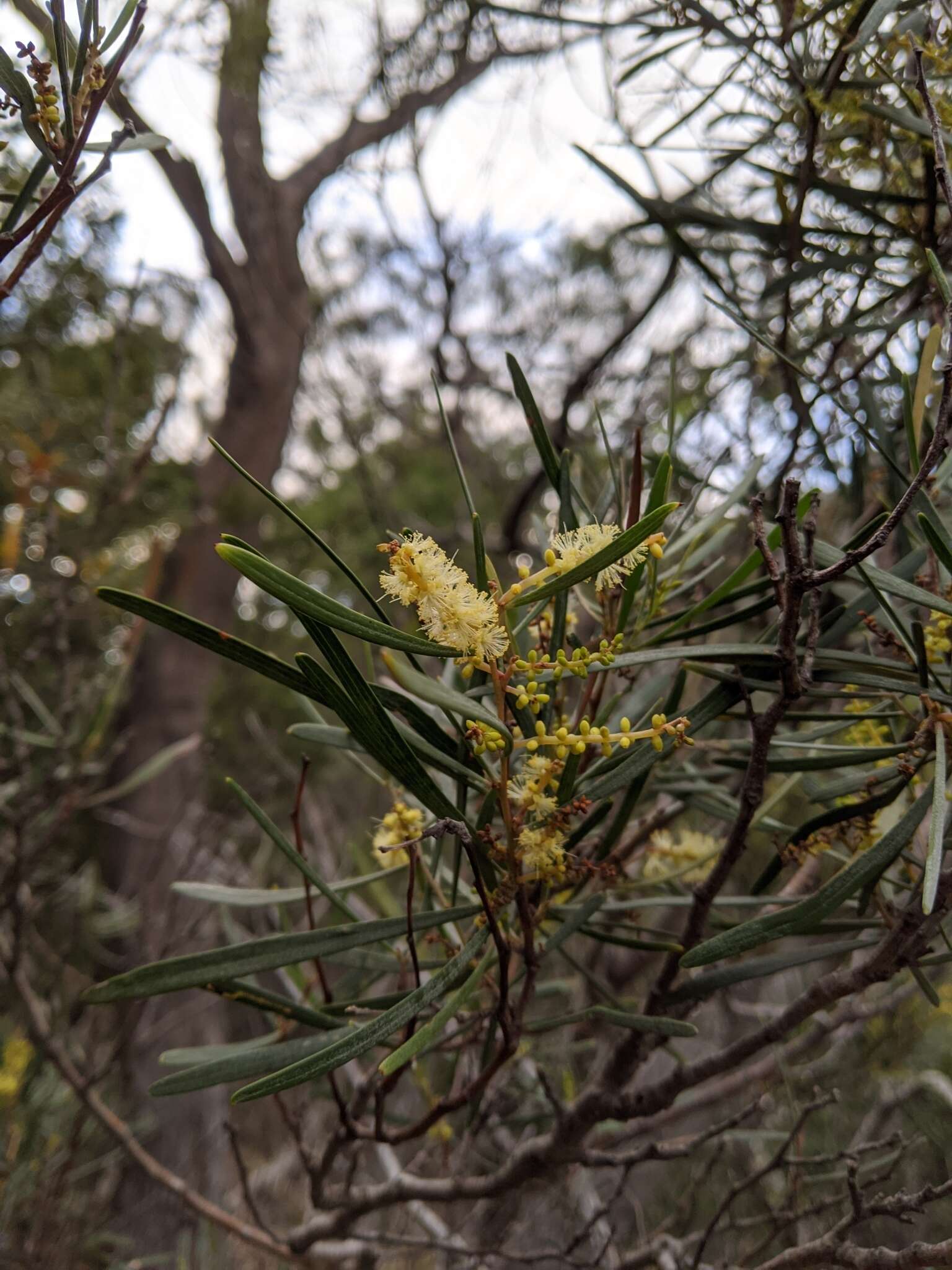 Imagem de Acacia mucronata Willd. ex H. L. Wendl.