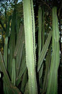 Image of Cereus bicolor Rizzini & A. Mattos