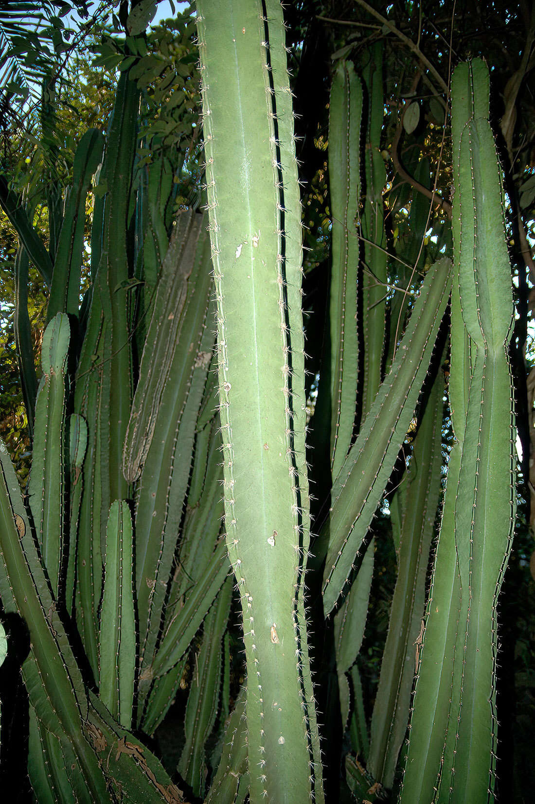 Image de Cereus bicolor Rizzini & A. Mattos