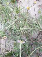 Image of Blochman's erigeron