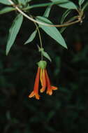 Image of Lonicera pilosa Willd. ex Kunth