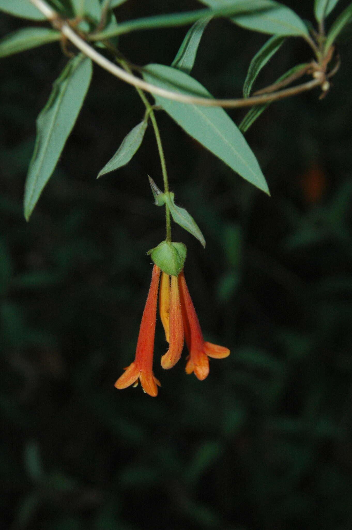 Image of Lonicera pilosa Willd. ex Kunth