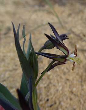 Image of Ornithoglossum viride (L. fil.) Dryand. ex W. T. Aiton