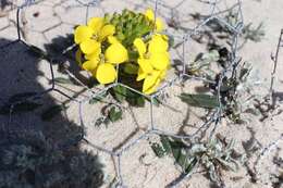 Imagem de Erysimum menziesii (Benth. & Hook. fil.) Wettst.