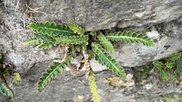 Plancia ëd Asplenium ceterach L.