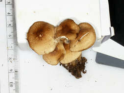 Image of Marasmius cystidiosus (A. H. Sm. & Hesler) Gilliam 1976