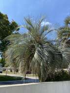 Image of South American jelly palm