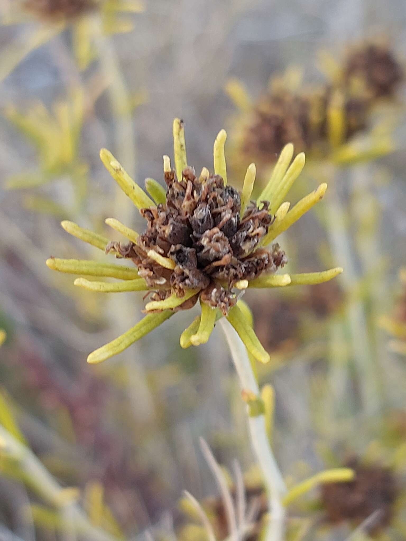 Image de Teucrium carolipaui Vicioso ex Pau