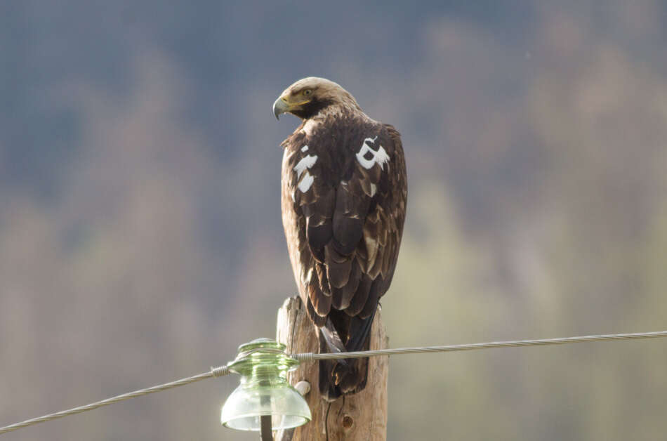 Image of Asian Imperial Eagle