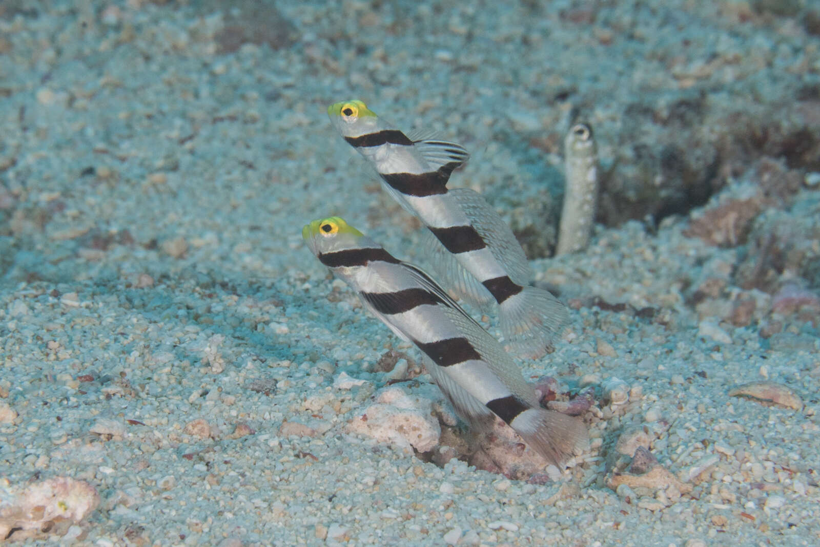 صورة Stonogobiops xanthorhinica Hoese & Randall 1982