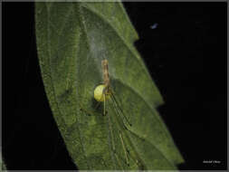 Plancia ëd Leptopholcus tanikawai Irie 1999