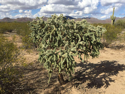 Image of jumping cholla