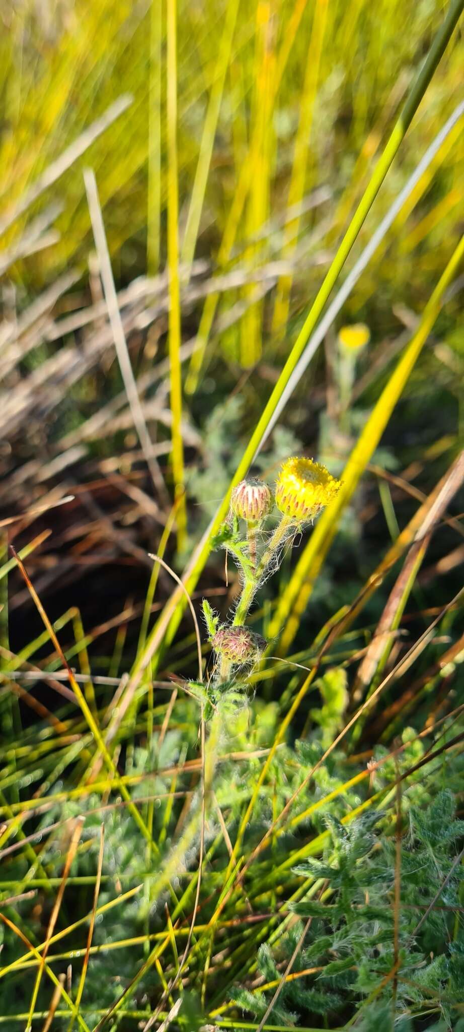 Image of Nidorella foetida (L.) DC.