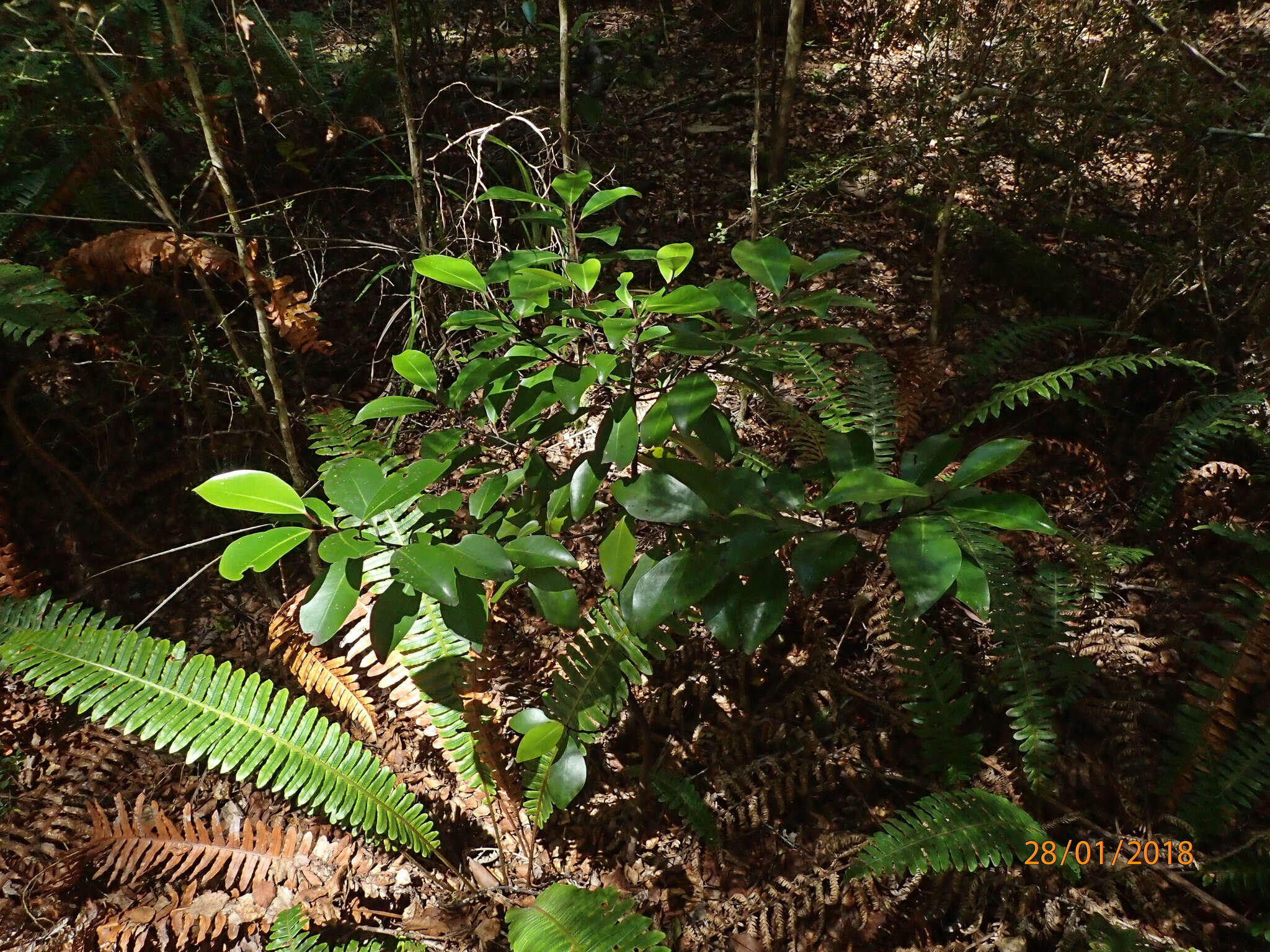 Image of Pseudowintera axillaris (J. R. & G. Forst.) Dandy