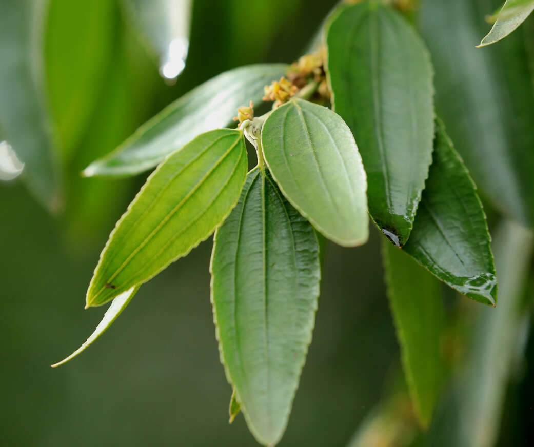 Image of Ziziphus rivularis Codd